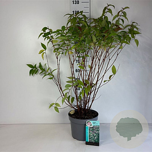 Deutzia hybrida 'Strawberry Fields' 80-100 cm 10L