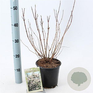 Deutzia scabra 40-50 cm 2,0L