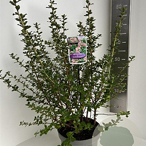 Escallonia 'Apple Blossom' 50-60 cm 5,0L