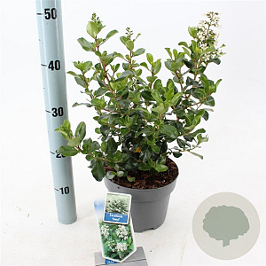 Escallonia 'Iveyi' 30-40 cm 3,0L