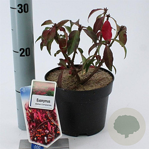 Euonymus alat. 'Compactus' 25-30 cm 2,0L