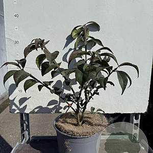 Euonymus alat. 'Compactus' 25-30 cm 3,0L