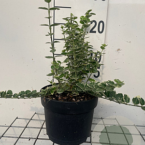 Euonymus fort. 'Emerald Gaiety' 20 cm op 2,0L