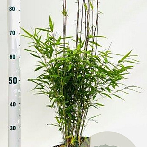 Fargesia nitida 'Volcano' 40-60 cm 5,0L
