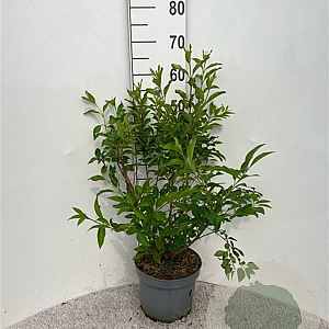 Forsythia int. Week-End 60-80 cm 5,0L