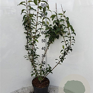 Forsythia int. Week-End 80-100 cm 5,0L