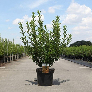 Forsythia int. Week-End 100-125 cm 10L