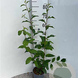 Frangula alnus 40-60 cm 2,0L