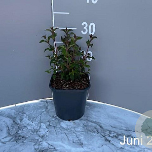 Fuchsia 'Riccartonii' GM 2,0L