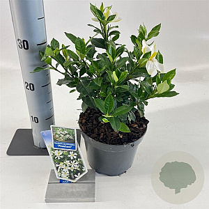Gardenia jasm. Pinwheel 25-30 cm 2,0L