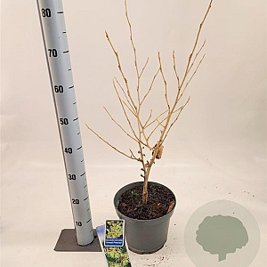 Hamamelis int. 'Arnold Promise' 30-40 cm 5,0L