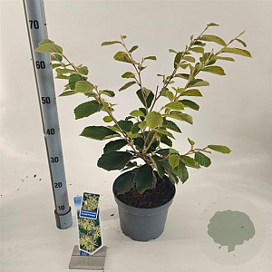 Hamamelis int. 'Arnold Promise' 30-40 cm 5,0L