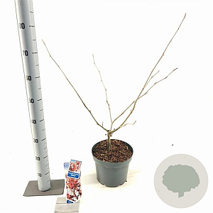 Hamamelis int. 'Jelena' 30-40 cm 5,0L