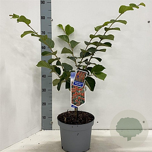 Hamamelis int. 'Ruby Glow' 30-40 cm 5,0L