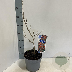 Hamamelis int. 'Ruby Glow' 30-40 cm 5,0L