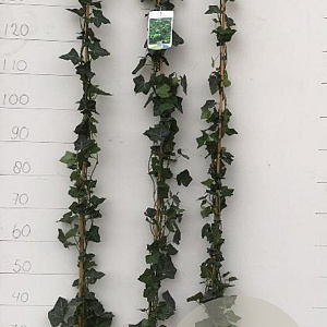 Hedera hibernica 125-150 cm 2,0L