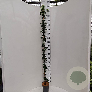 Hedera hibernica 150-175 cm 3,0L met stok
