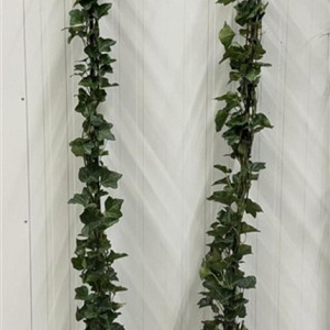 Hedera hibernica 175-200 cm 3,0L