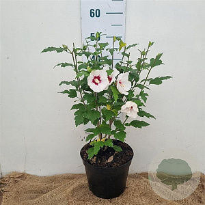 Hibiscus syr. 'Red Heart' 40-60 cm 5,0L