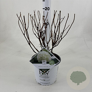 Hydrangea a. Strong Annabelle 40-50 cm 3,0L