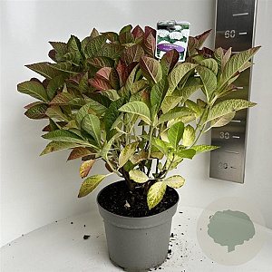 Hydrangea m. Saxon 40-50 cm  bol wit