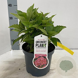 Hydrangea m. 'Tovelit' 20-25 cm 3,0L