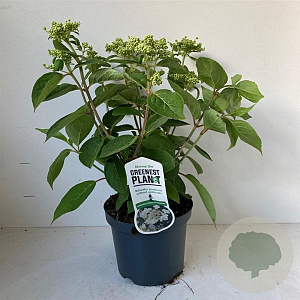 Hydrangea pan. 'Dharuma' 25-30 cm 3,0L