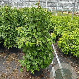 Hydrangea anomala petiolaris 125-150 cm 35L solitair