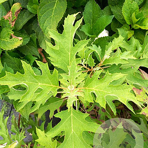 Hydrangea querc. Ice Crystal 60-80 cm 7,5L