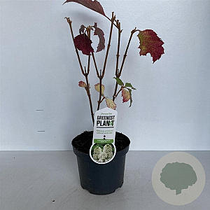 Hydrangea querc. 'Snowflake' 30-40 cm 3,0L