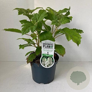 Hydrangea querc. 'Snowflake' 30-40 cm 3,0L