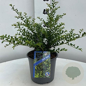 Ilex crenata 'Convexa' 30-40 cm 3,0L