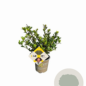 Ilex crenata Dark Green 10-15 cm P9 struik