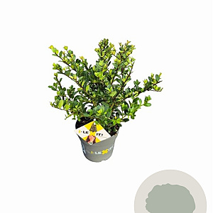Ilex crenata Dark Green 10-15 cm P9 struik