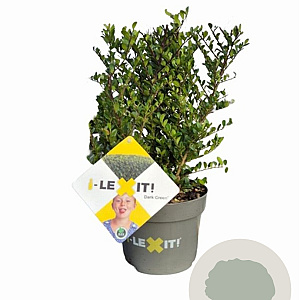 Ilex crenata Dark Green 20 cm op 2,0L struik potgekweekt