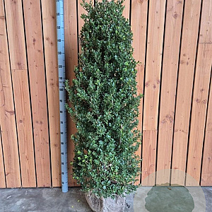 Ilex crenata Dark Green 125-150 cm met kluit struik