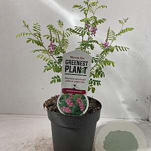 Indigofera heterantha 30-40 cm 2,0L
