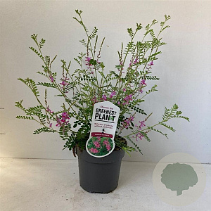 Indigofera heterantha 30-40 cm 2,0L