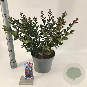 Lagerstroemia i. Choco Pink 50-60 cm 5,0L