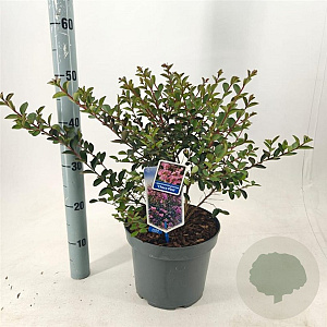 Lagerstroemia i. Choco Pink 50-60 cm 5,0L