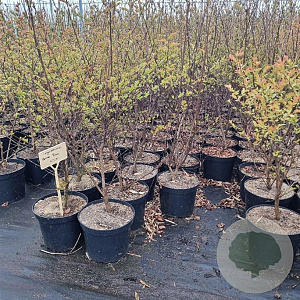 Lagerstroemia i. 'Petite Pink' 80-100 cm 7,5L