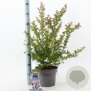 Lagerstroemia i. With Love Babe 40-60 cm 5,0L