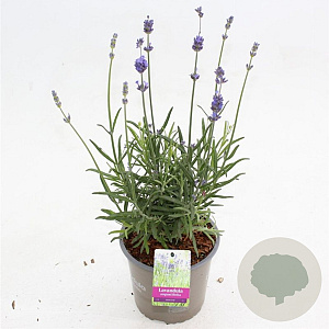 Lavandula ang. 'Munstead' 25-30 cm P15