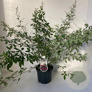 Lespedeza thunbergii 35-40 cm 3,0L