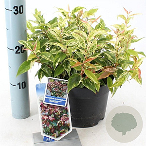 Leucothoe f. 'Makijaz' 20-25 cm 2,0L