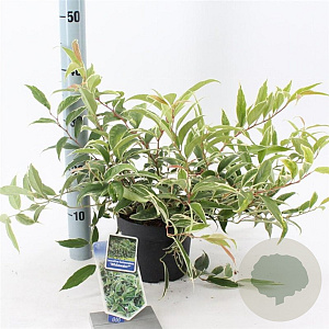 Leucothoe f. Whitewater 20-25 cm 2,0L