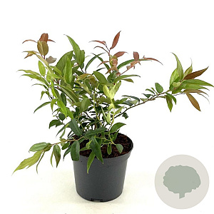 Leucothoe keiskei 'Royal Ruby' 25-30 cm 2,0L