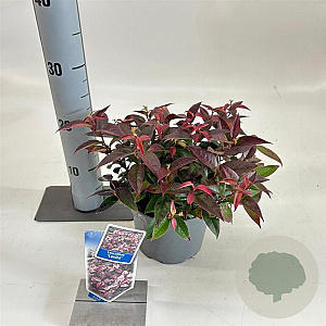 Leucothoe Lovita 25-30 cm 2,0L