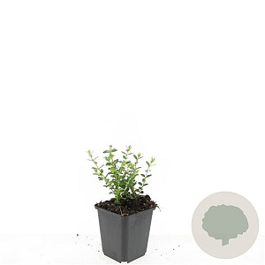 Lonicera nit. 'Elegant' GM P9