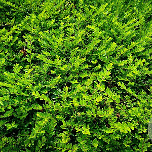 Lonicera nit. 'Tiny Green' 20 cm P15